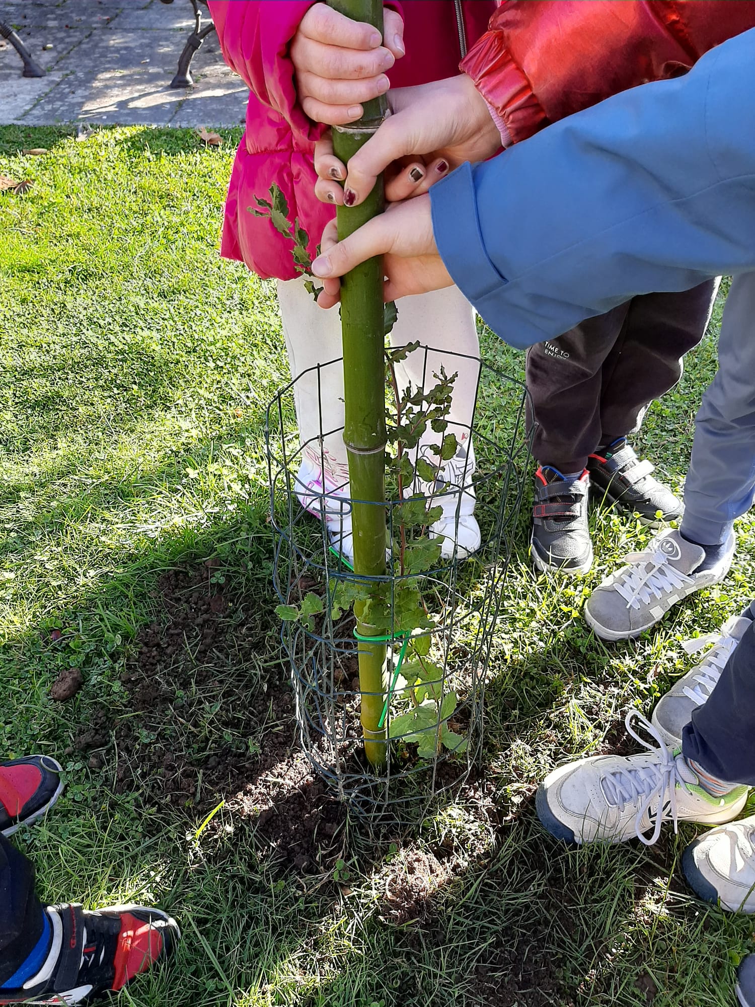 Giornata nazionale degli Alberi