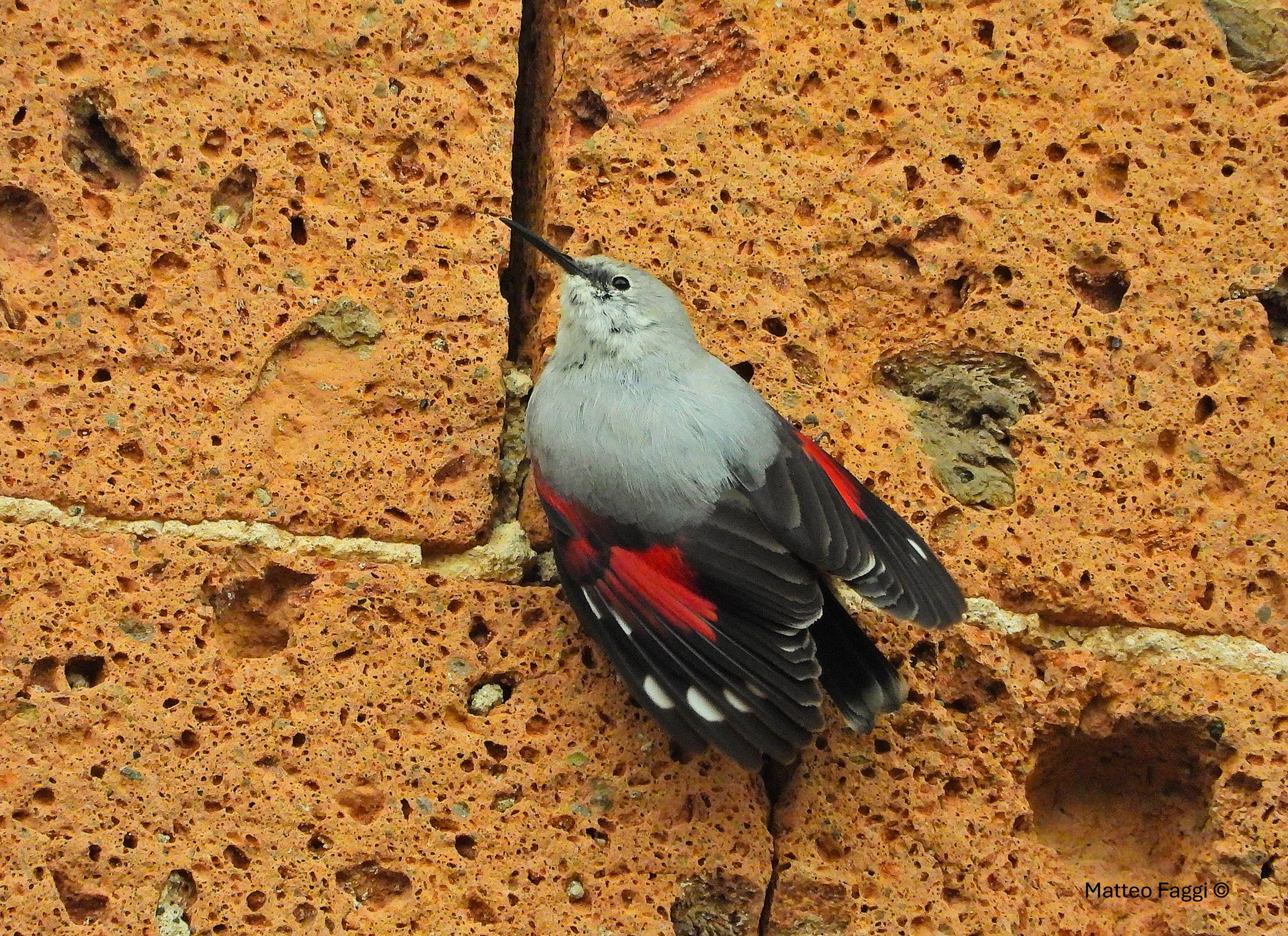 Ali e piume da proteggere