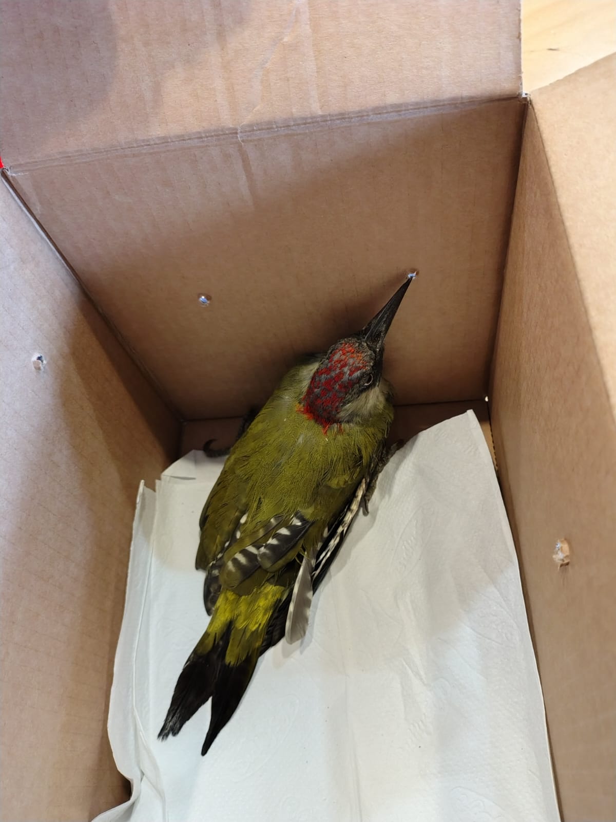 Consegnato al Parco un Picchio verde ferito