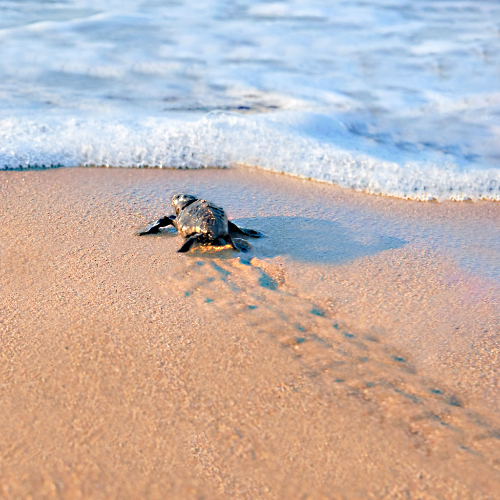 Undicesimo nido dell'estate 2023