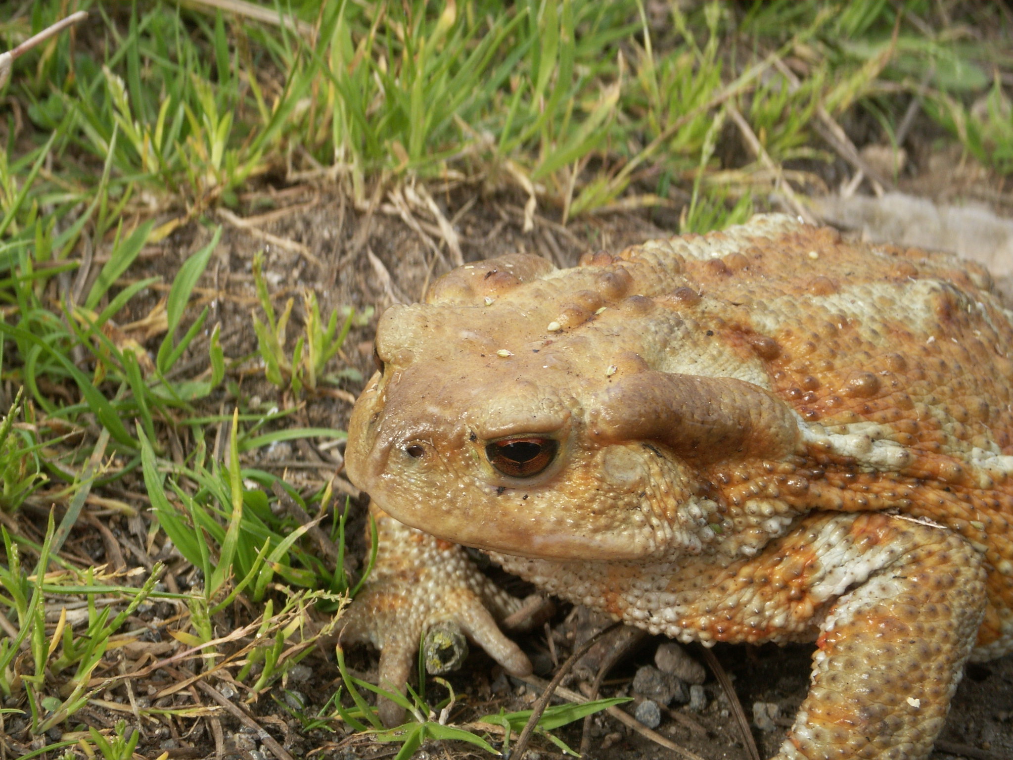 Rospo comune. Foto di P. Politi