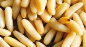 Pinolo del litorale laziale