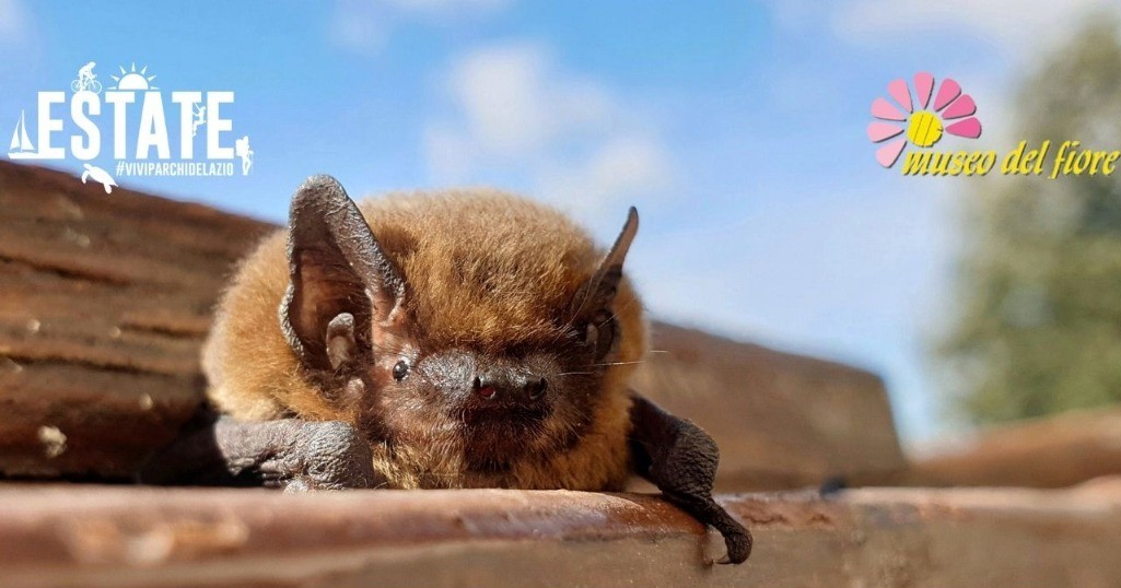 I pipistrelli: supereroi della notte