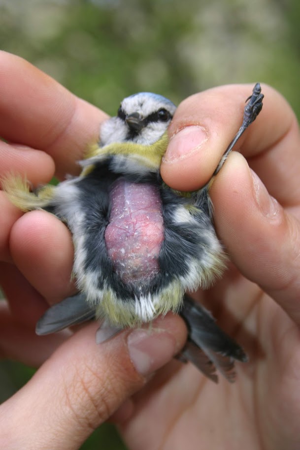 Placca incubatrice Cinciarella