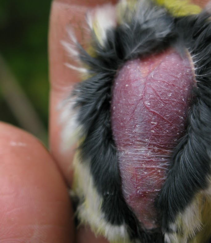 Studio del periodo di nidificazione di passeriformi attraverso l'analisi della presenza della placca incubatrice