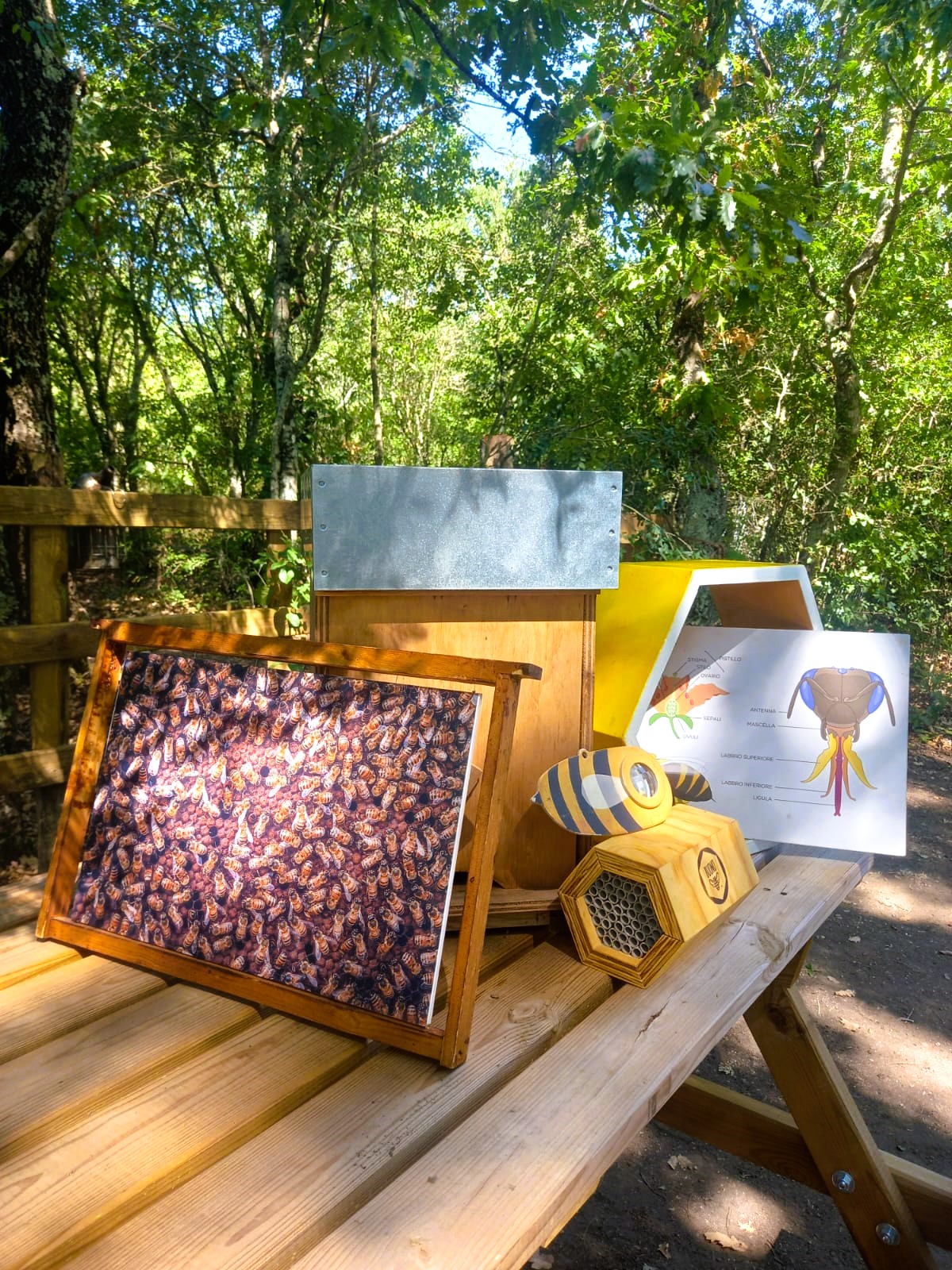 Hai naso per il miele? - TESORI NATURALI 2025