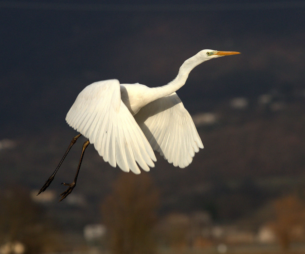 Progetto Stazione Ornitologica 2016-2017