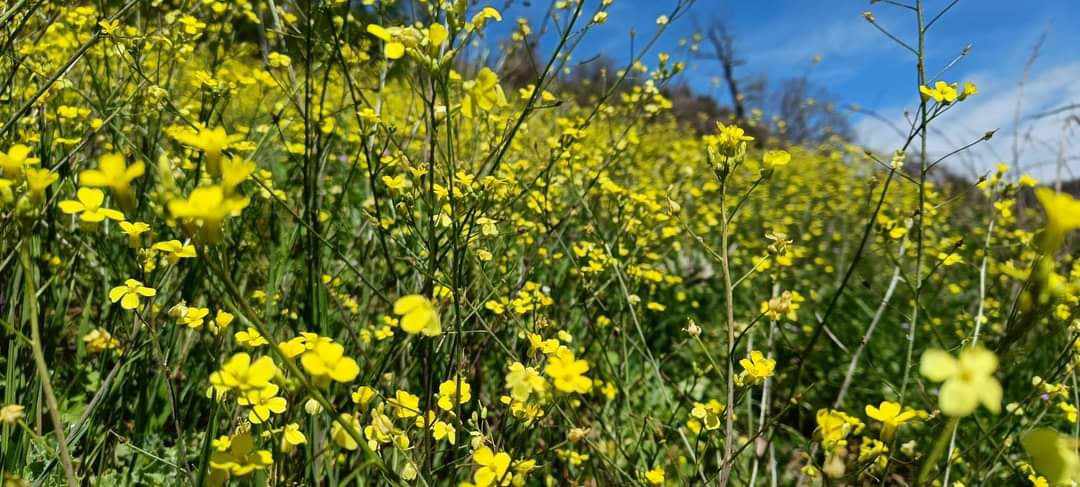 Castelli Romani, esplosione di fioriture