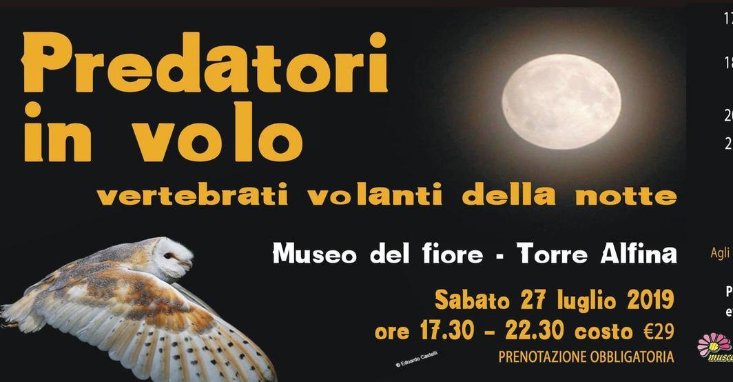 VERTEBRATI VOLANTI DELLA NOTTE