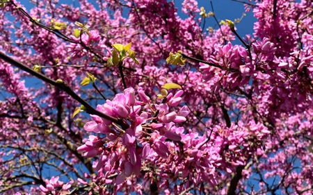 Dal Parco dei Monti Simbruini