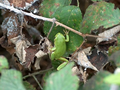Risultati del monitoraggio degli anfibi 2023: la Raganella italiana