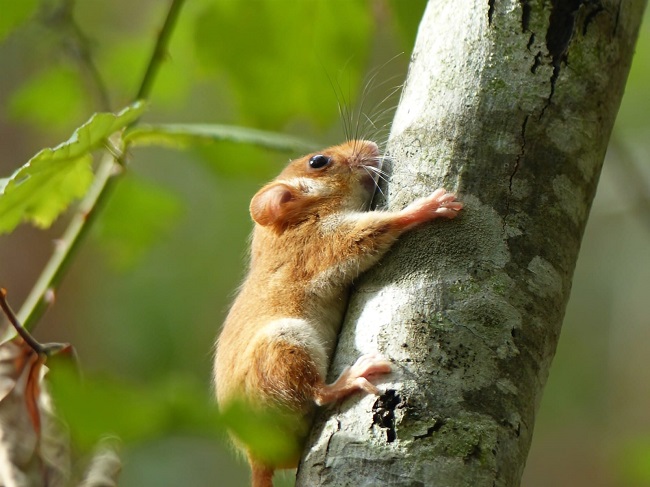 Monitoraggio del moscardino