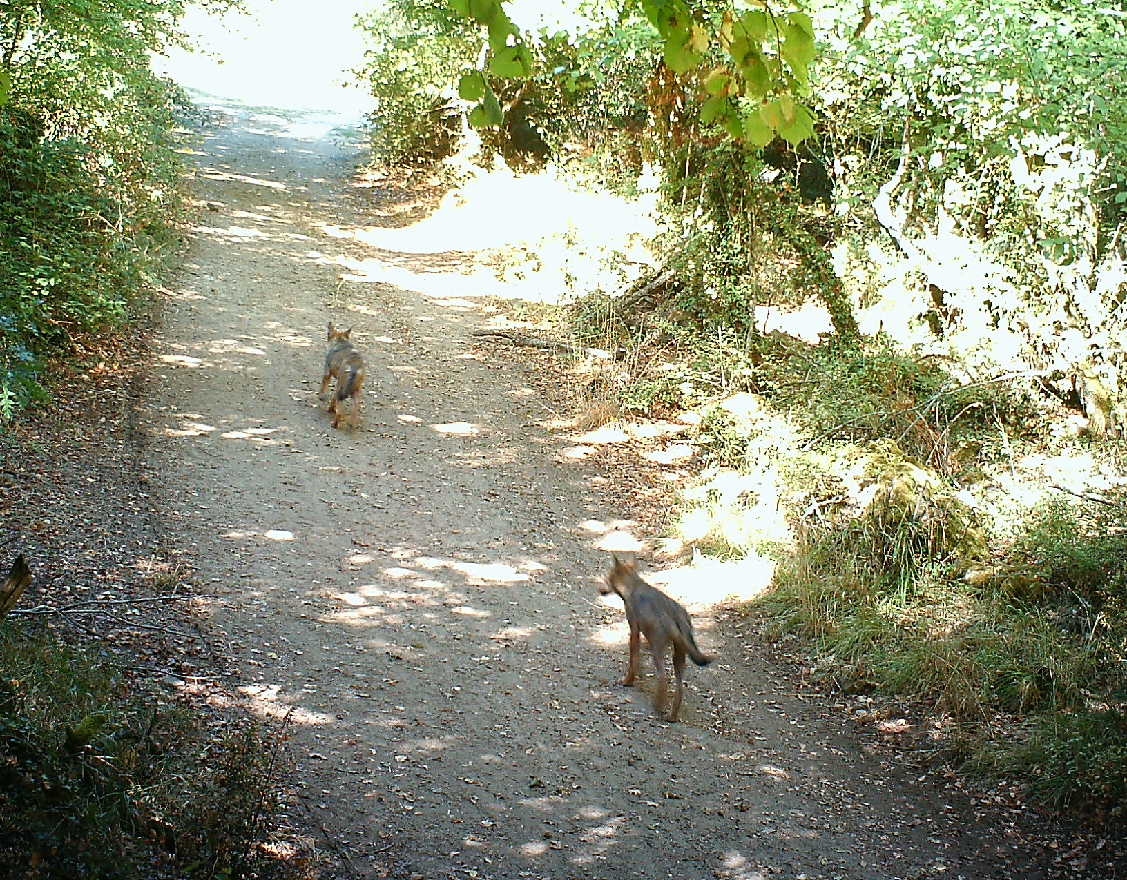 Check-list dei mammiferi della Riserva Selva del Lamone e della sua area contigua
