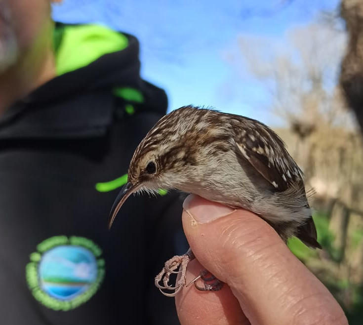 Rampichino (Certhia brachydactyla)