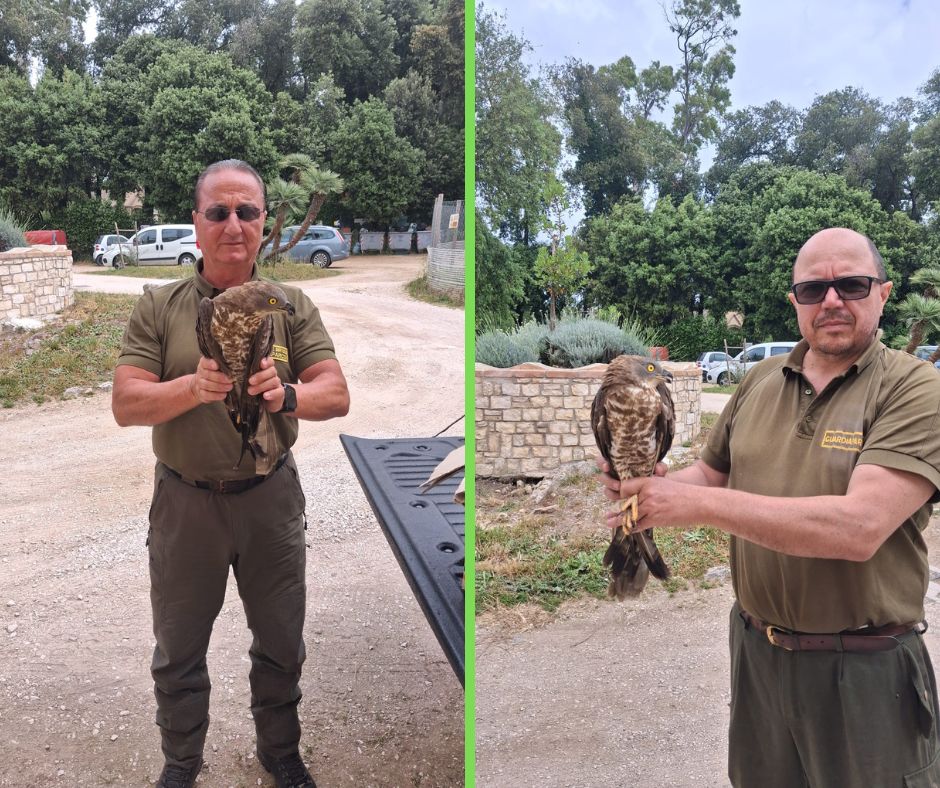 Falco pecchiaiolo recuperato sulla spiaggia di Lavinio