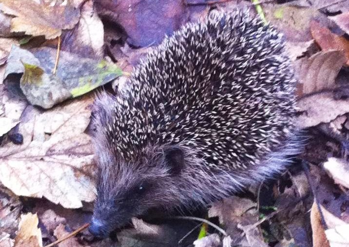 Avvistamenti negli spazi verdi