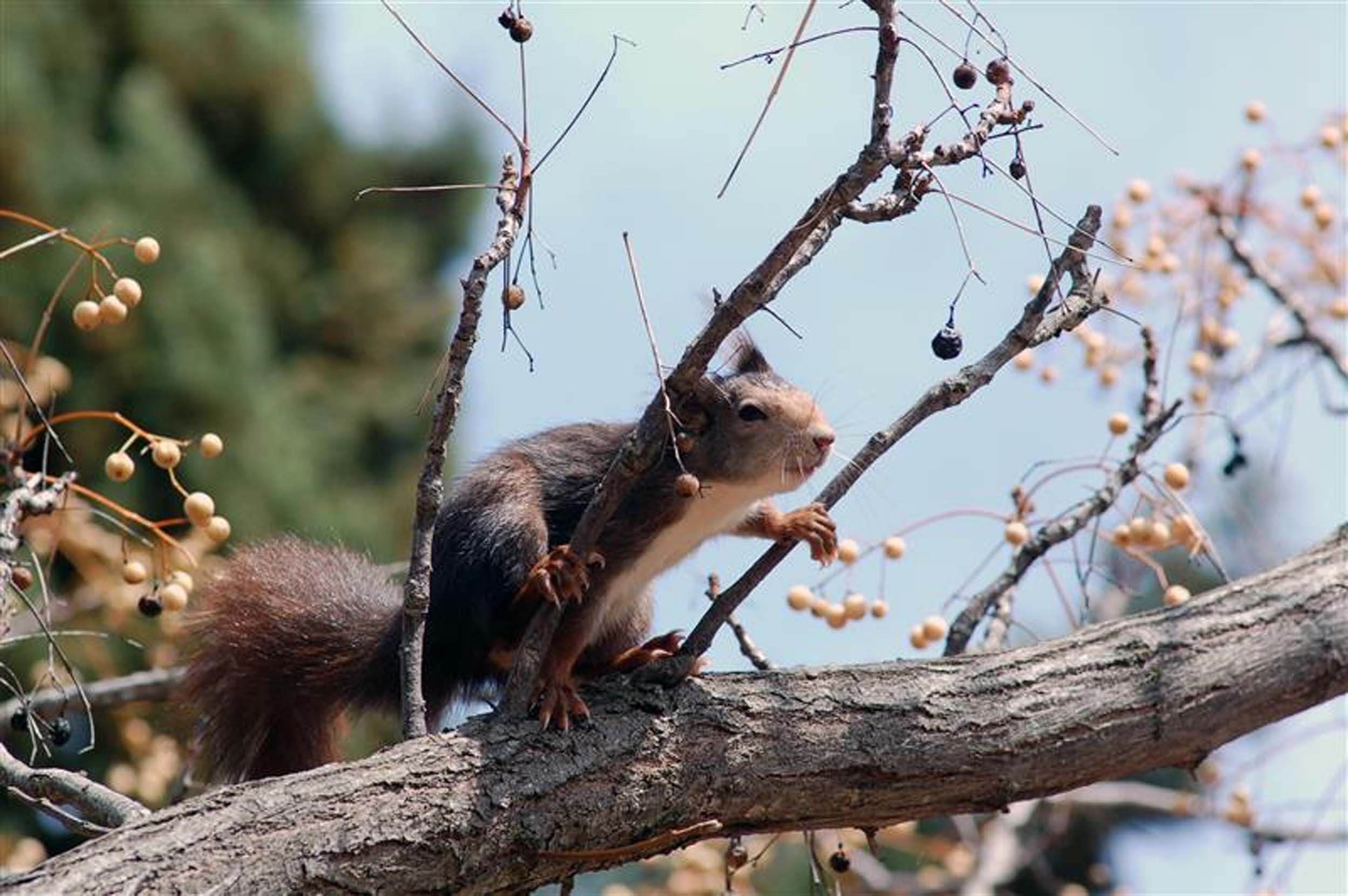 Foto di Dario Capizzi