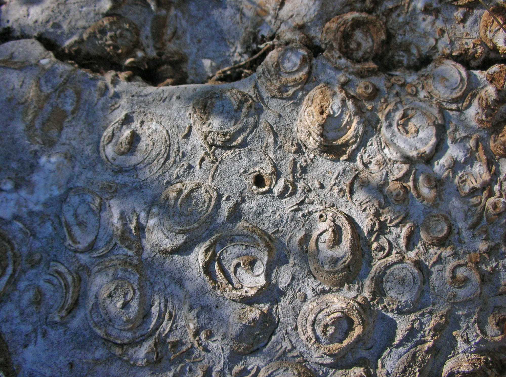 #ViviParchideLazio a Rocca di Cave