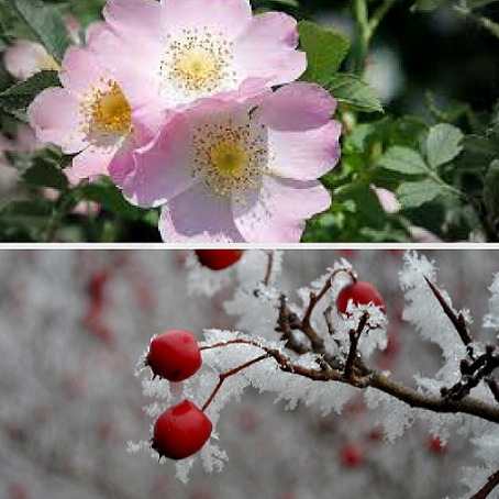Rosa canina