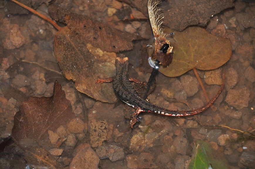 La Salamandrina dagli occhiali