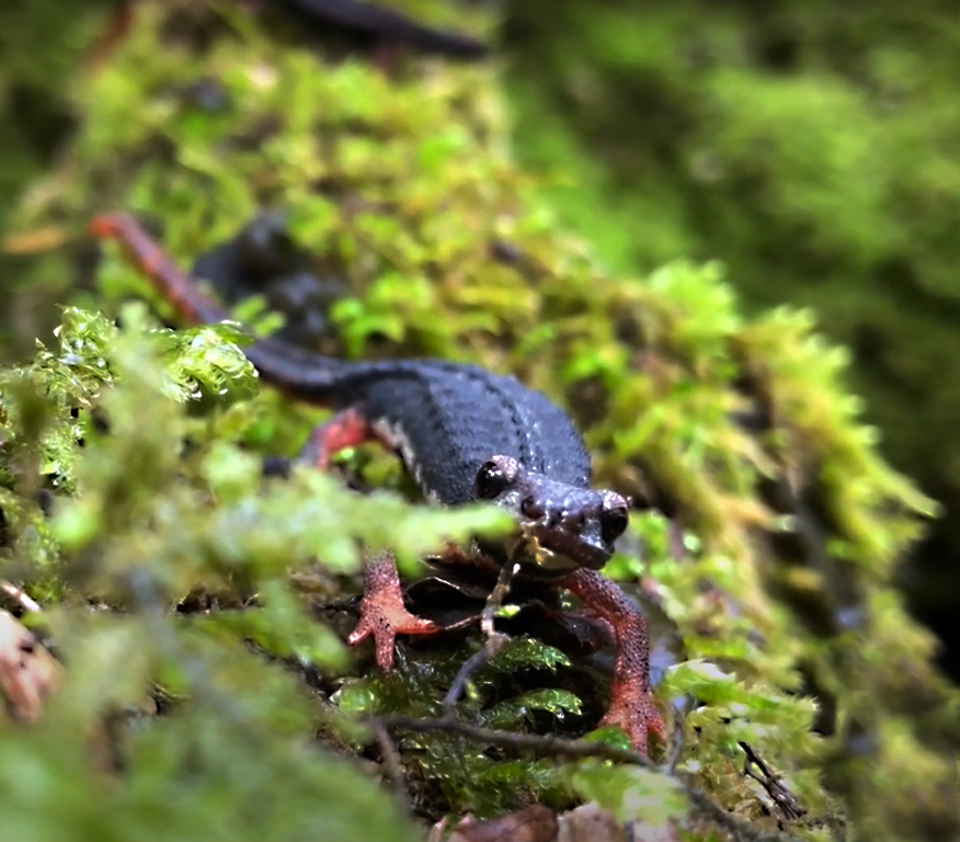 Salamandrina dagli occhiali