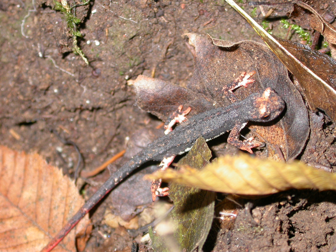 Salamandrina dagli occhiali