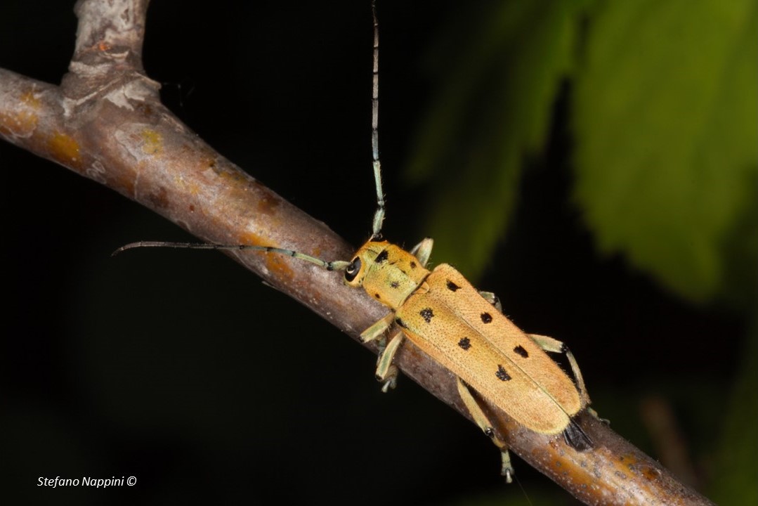 Saperda octopunctata 
