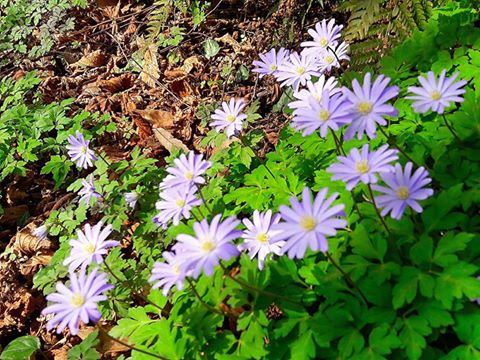 Anemone dell'Appennino