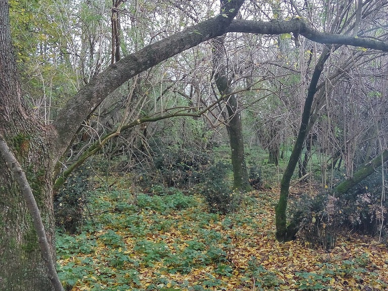 Macchia del Piantato