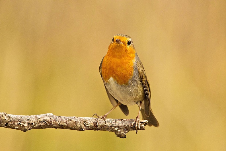 Pettirosso di Marcello Serafini