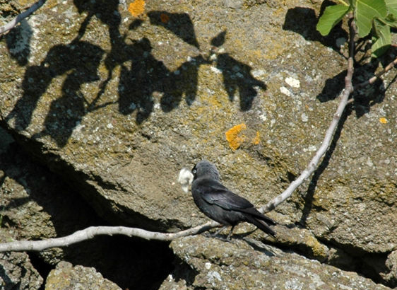 Taccola di Riccardo Caldoni