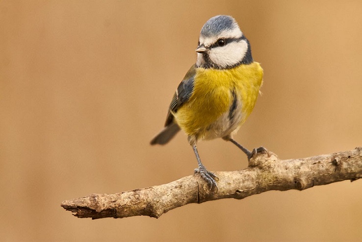 Cinciarella di Maurizio De Santis