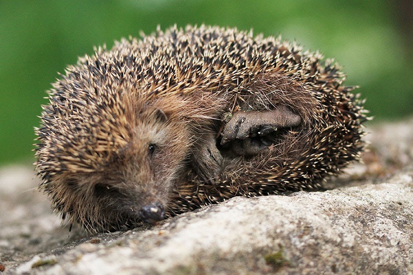 Riccio di Davide Calcagni