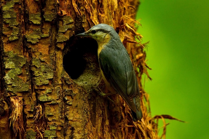 Picchio muratore di Alessandra Colantuoni