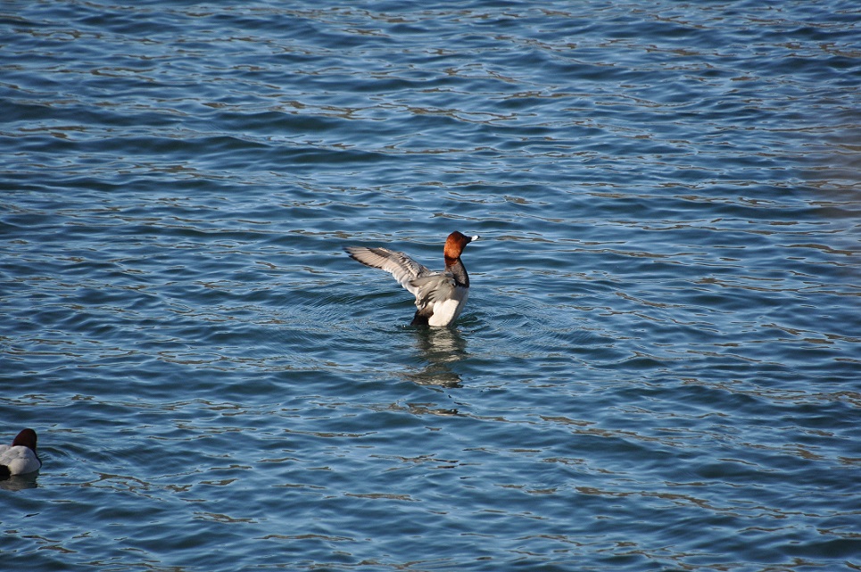 Moriglione di Riccardo Caldoni