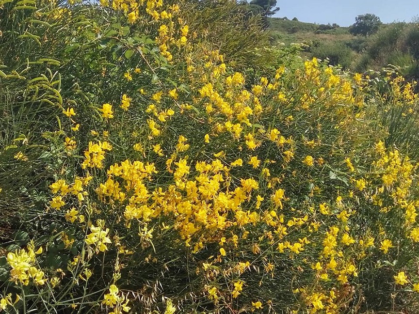 Ginestre a Tuscolo