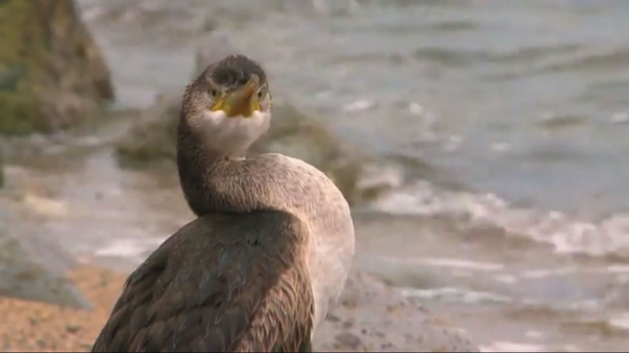 Marangone dal ciuffo