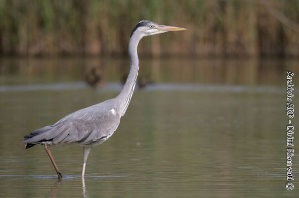 Foto di Christian Angelici