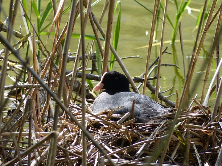 La Folaga - di Riccardo Caldoni