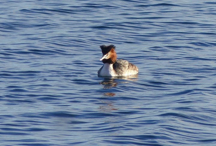 Svasso maggiore - fotografia di Riccardo Caldoni