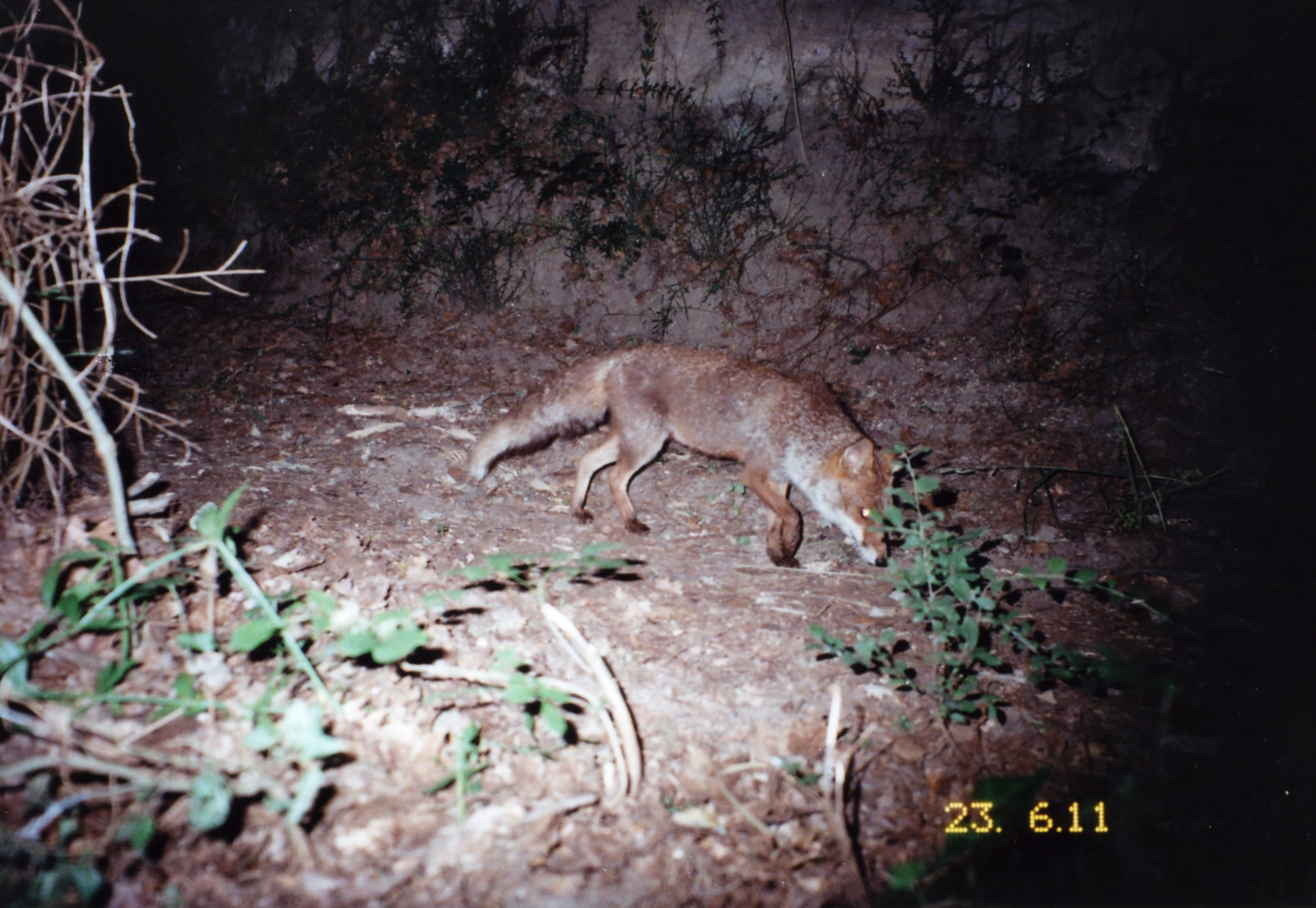 Una volpe "catturata" da una fototrappola nel Parco
