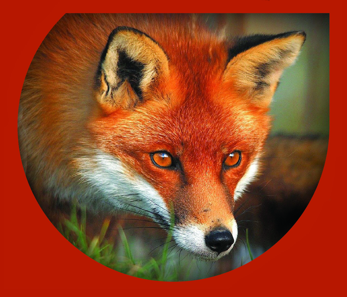 Volpe (Vulpes vulpes)
