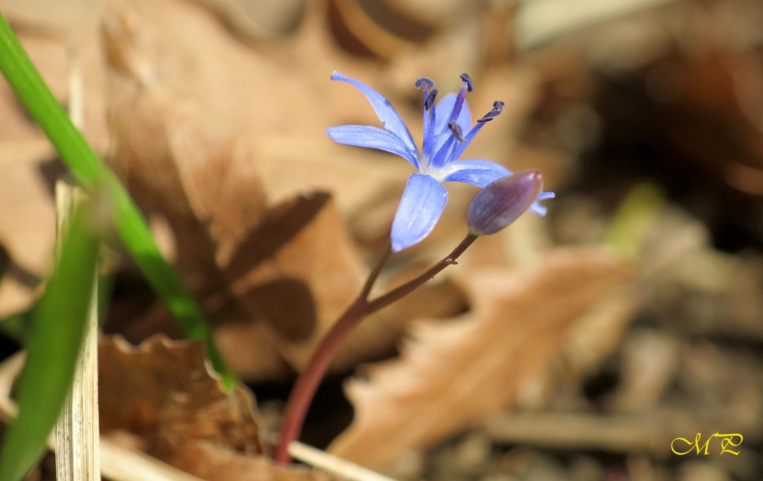 Scilla bifolia L.