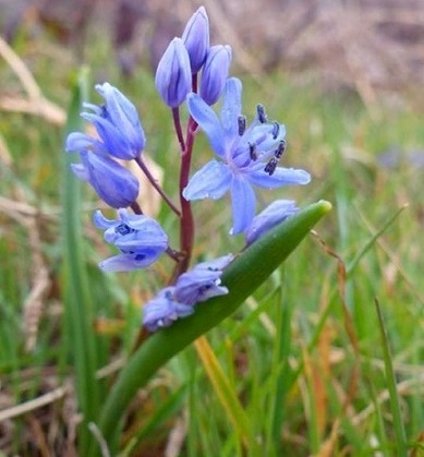 Scilla bifolia o Giacinto turchino