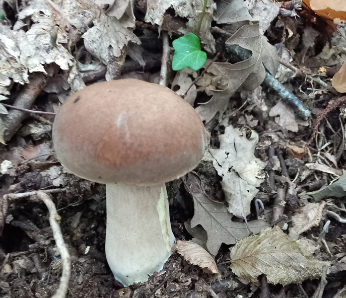 2° Corso di Micologia organizzato dall'Ente Parco Naturale dei Monti Aurunci