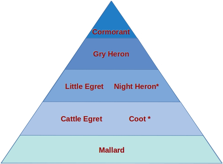 Figure 2: Schema piramidale dell'ordine gerarchico