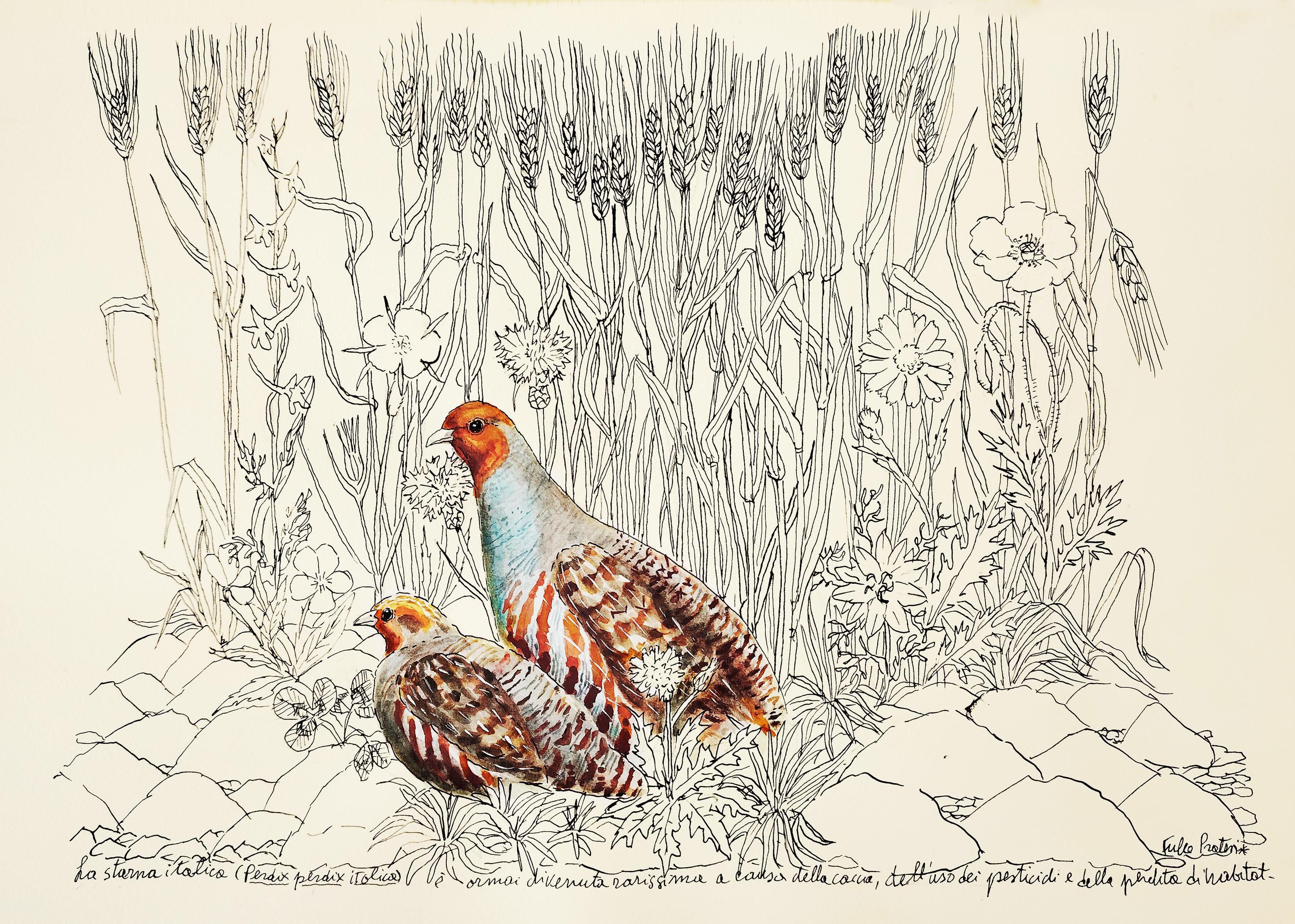 Starna italica, Perdix perdix italica (tecniche varie su carta), di Fulco Pratesi
