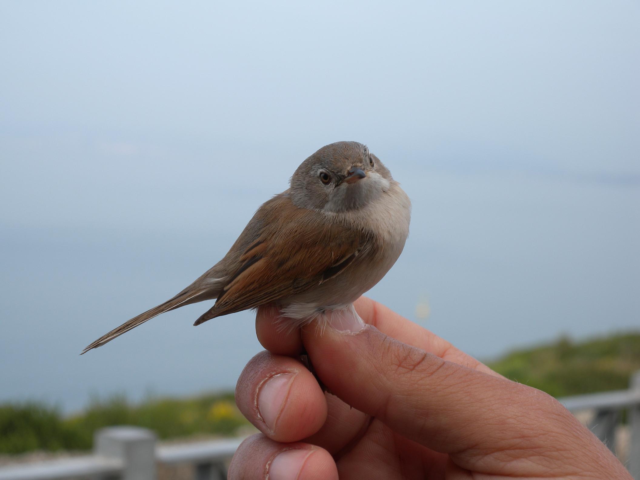 Sterpazzola di Sardegna