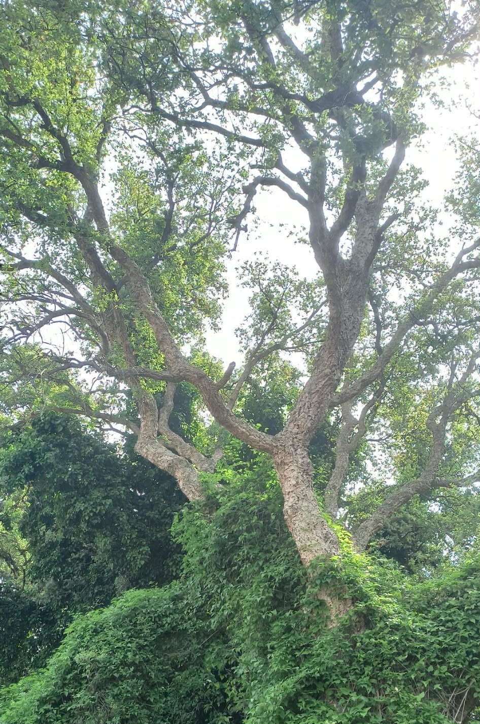 La Sughera