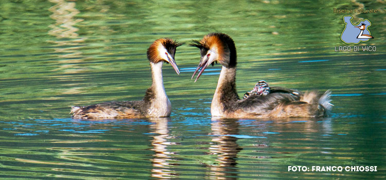 Svassi al Lago di Vico
